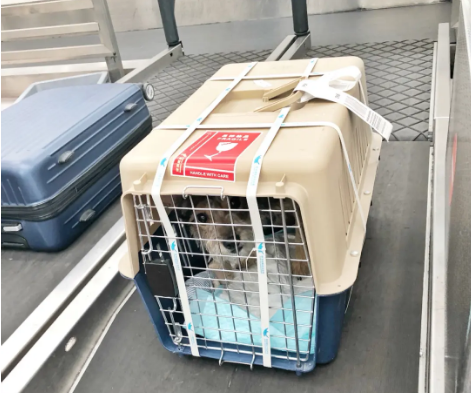 鄂尔多斯宠物托运 宠物托运公司 机场宠物托运 宠物空运